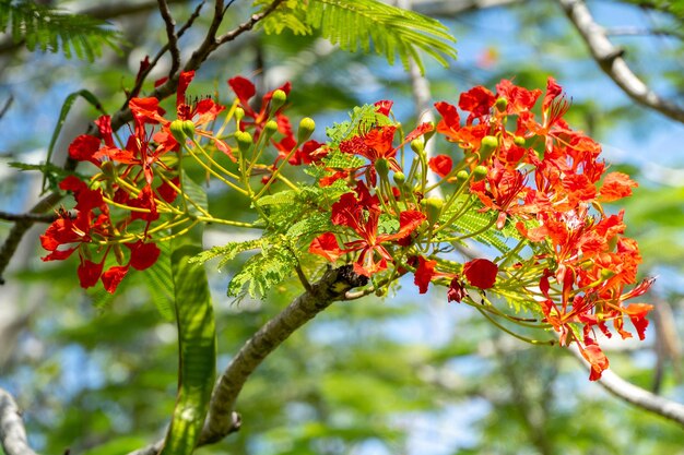 Flores rojas llamativas en el salvaje