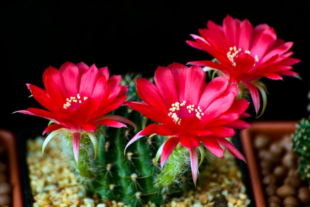 Flores rojas de lobivia spp.