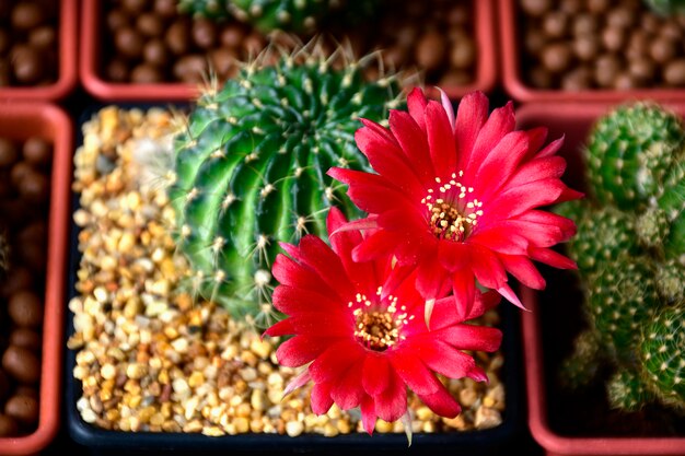 Flores rojas de lobivia spp.