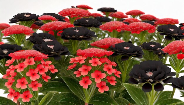 Foto flores rojas y negras verbena de cerca