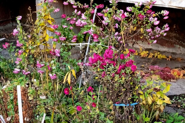 Flores rojas de otoño en el jardín de cerca