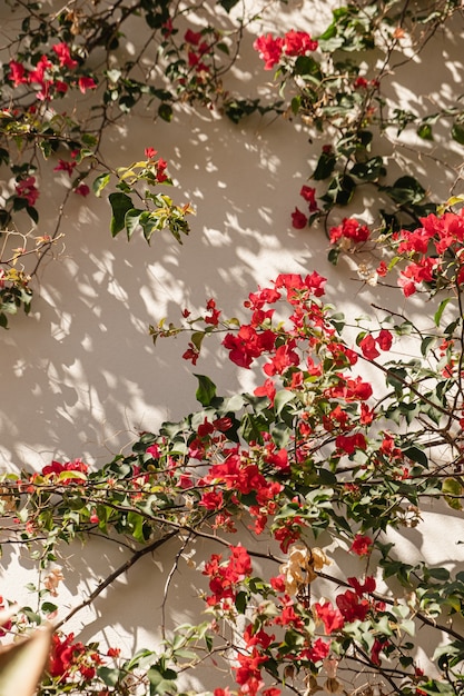 Flores rojas en la pared beige con sombras de la luz del sol