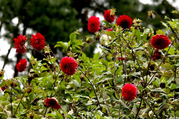 Foto flores rojas en el parque