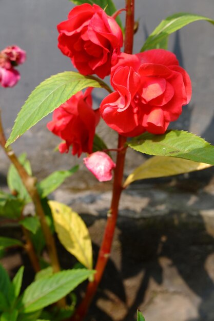 Foto flores rojas de la planta impatiens balsamina que crece en el jardín delantero de la casa