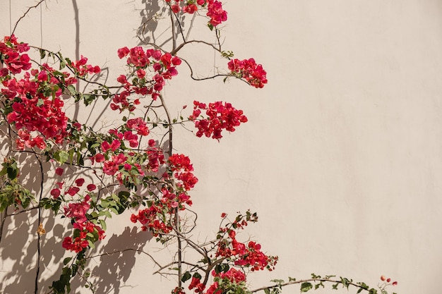 Flores rojas plantan ramas y sombra de la luz del sol en la pared beige neutra