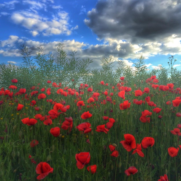 Foto flores rojas que florecen en el campo