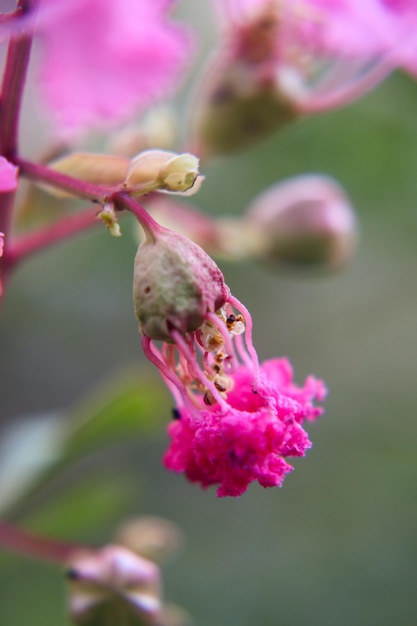 Flores rojas románticas en las ramas que muestran amor y ternura entre los amantes