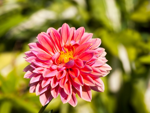 flores rojas y rosadas