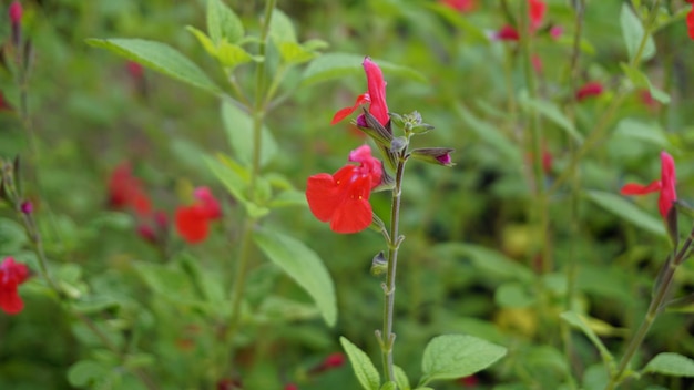 Foto flores rojas de salvia greggii también conocidas como orégano de san antón salvia de otoño tabita