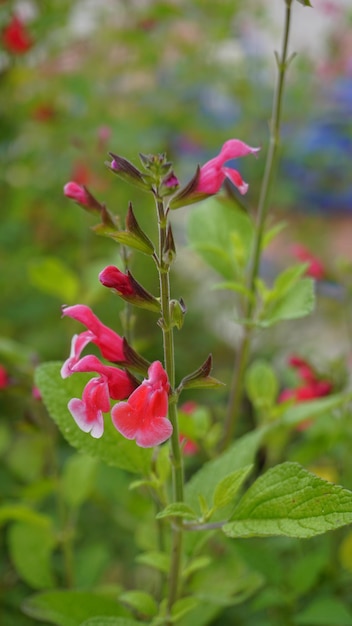 Foto flores rojas de salvia greggii también conocidas como orégano de san antón salvia de otoño tabita