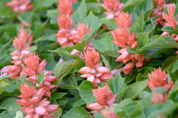 Flores rojas Salvia splendens plantas amantes del calor.