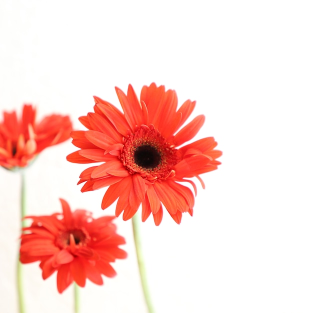 Foto flores rojas sobre fondo blanco para aniversario, cumpleaños, boda marco floral