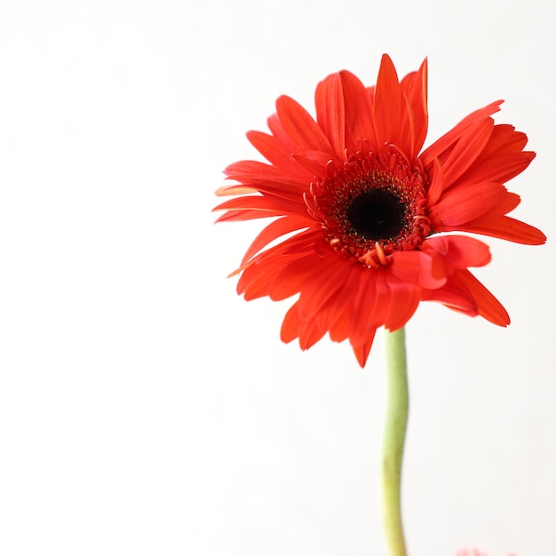 Foto flores rojas sobre fondo blanco para aniversario, cumpleaños, boda marco floral