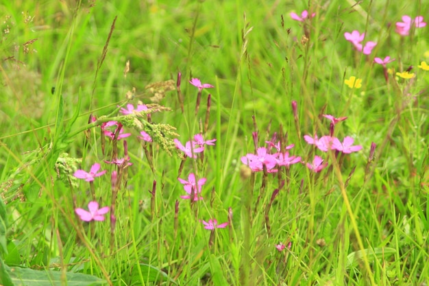 flores rojas y tiernas de dianthus deltoides en el campo