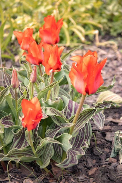 Flores rojas de tulipán de Greig Tulipa greigii Regel Variedad Caperucita Roja Primer plano Fondo floral