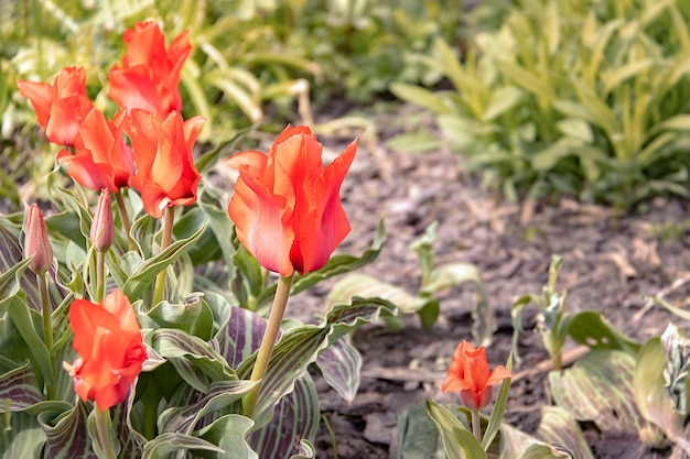 Flores rojas de tulipán de Greig Tulipa greigii Regel Variedad Caperucita Roja Primer plano Fondo floral