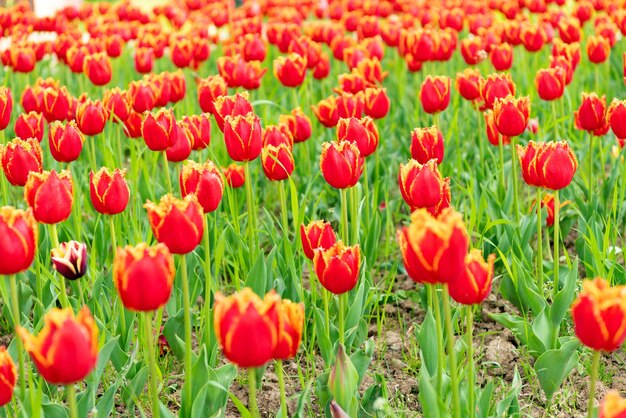 Flores rojas de tulipanes holandeses frescos en la naturaleza del campo