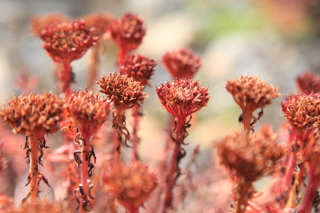 Flores rojas del valle de las flores en himachal pradesh