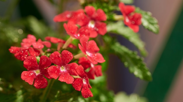 Flores rojas de Verbena en plena floración y gotas de agua.