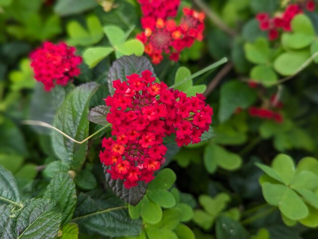 Foto las flores rojas