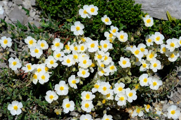 Foto las flores de la rosa blanca helianthemum apenninum en la primavera