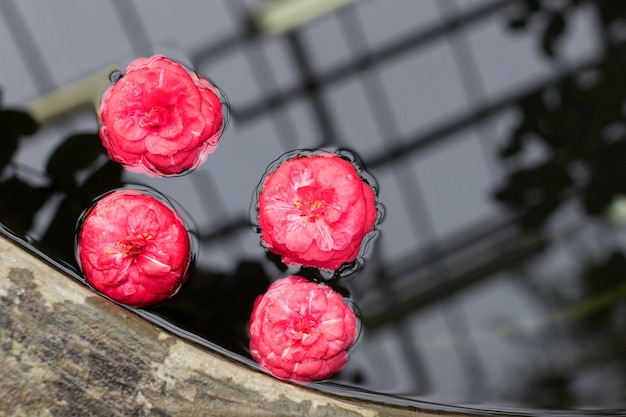 Flores rosa caídas de camellia japonica flutuando na superfície da água em uma estufa