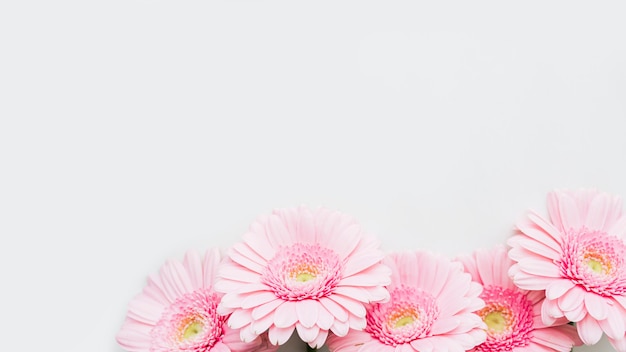 Flores rosa claro Gerbera margarida em fundo cinza