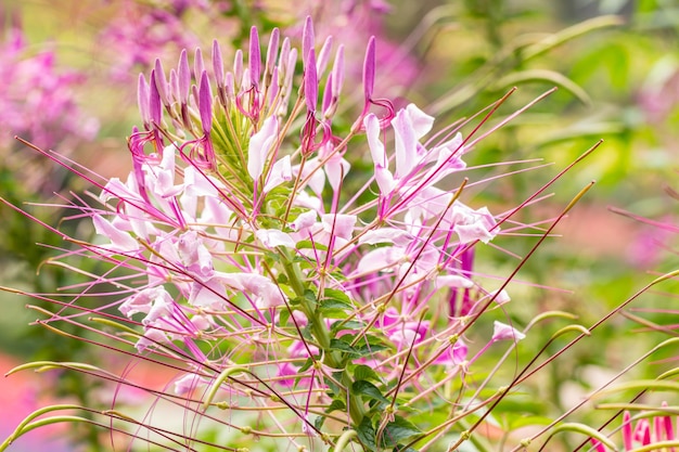 Flores rosa Cleome ou aranha