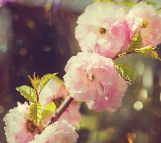 Flores rosa de amendoeira