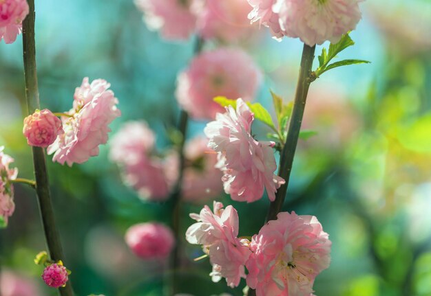 Flores rosa de amendoeira