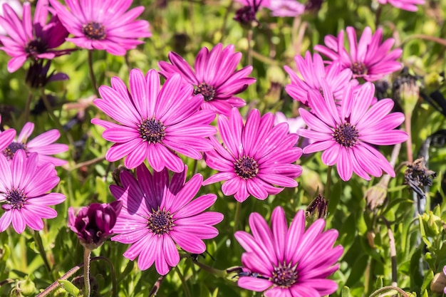 Flores rosa de Dimorphotheca ecklonis