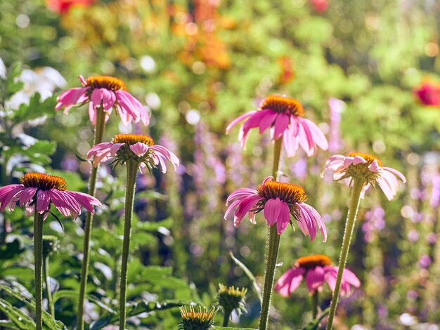 Flores rosa echinacea no jardim.