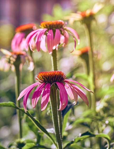 Flores rosa echinacea no jardim.