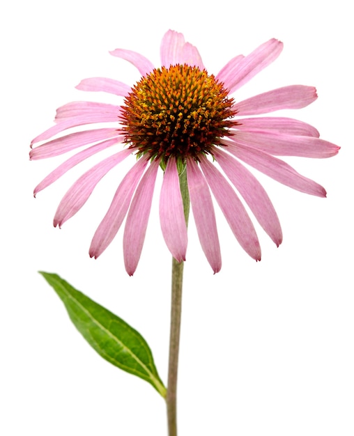 Flores rosa Echinacea purpurea