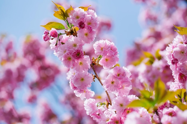 Flores rosa em flor