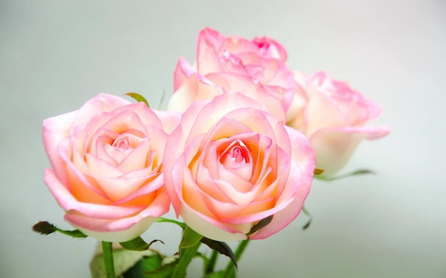 flores de rosa de enfoque selectivo