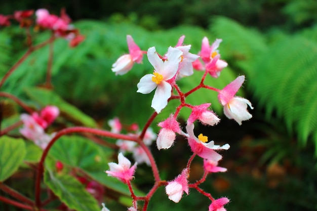 Flores rosa exóticas