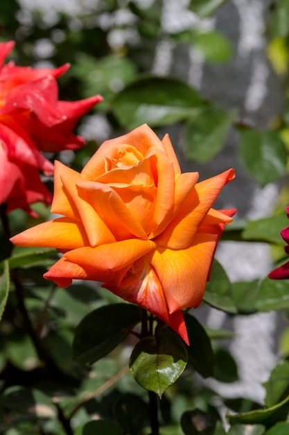 Flores de rosa hermosas naranjas en el macizo de flores