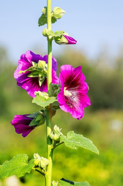 Flores rosa malva