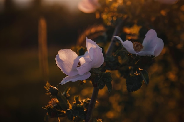 Flores de rosa mosqueta al atardecer en el campo de cerca