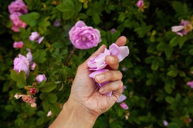 Flores de rosa mosqueta en Bush en el momento de la floración