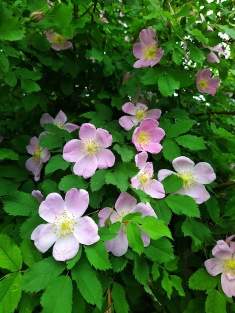 Flores de rosa mosqueta