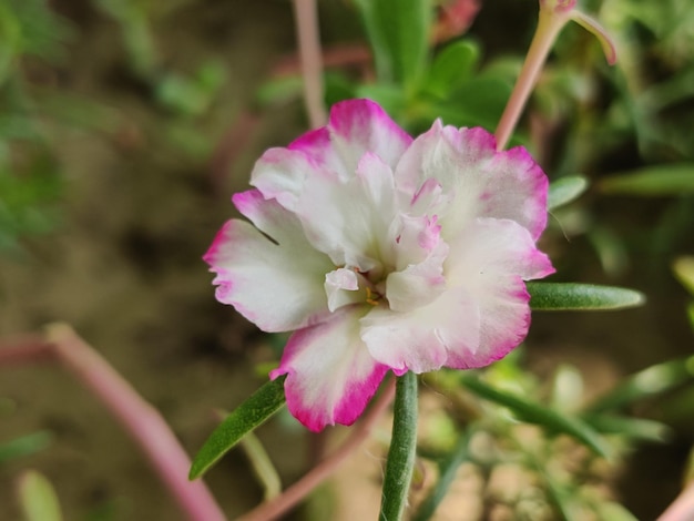 Foto flores de rosa de musgo con fondo verde árbol de portulaca grandiflora con flor