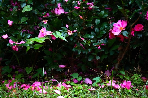 flores rosa no jardim verde