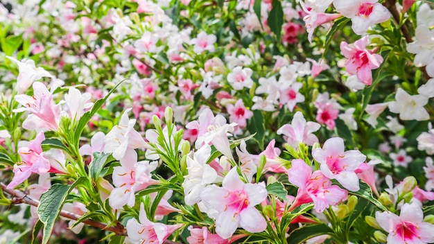 Flores rosa pálido de fundo floral weigela florida variegata