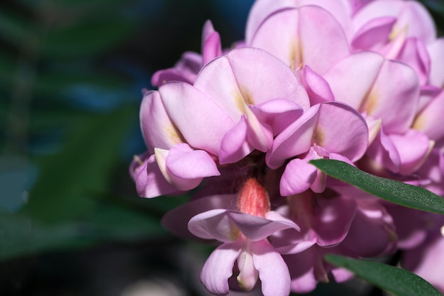 Flores rosadas de la acacia