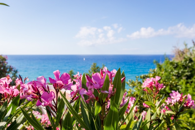 Flores rosadas de adelfa cerca del mar.