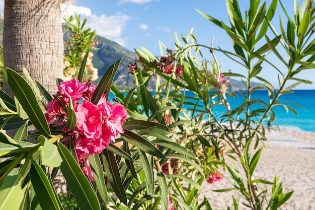 Flores rosadas de adelfa cerca del mar.