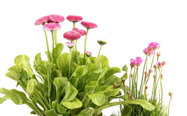 Flores rosadas aisladas en blanco