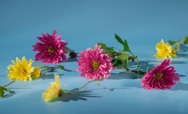 Foto flores rosadas y amarillas esparcidas sobre un fondo azul